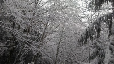 YWCA - Snow Shoeing Trips