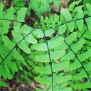 Instructor Review - Introduction to the Natural World