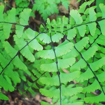 Instructor Review - Introduction to the Natural World