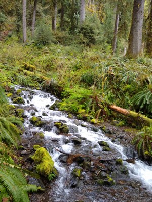 Spring Hiking Series: Olympic River Rambler Apr to May Hikes