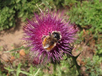 Anaphylaxis in the Backcountry