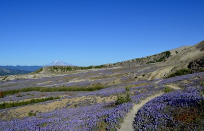 Backcountry Trail Run - Ape Canyon
