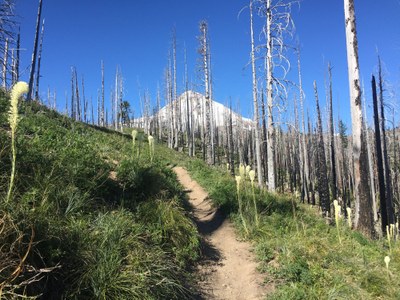 Backcountry Trail Run - Timberline Trail