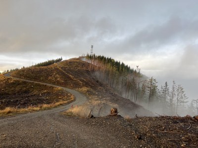 Backcountry Trail Run - West Tiger Mountain 1-2-3