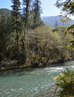 Backpack - North Fork Skokomish River to Big Log Camp