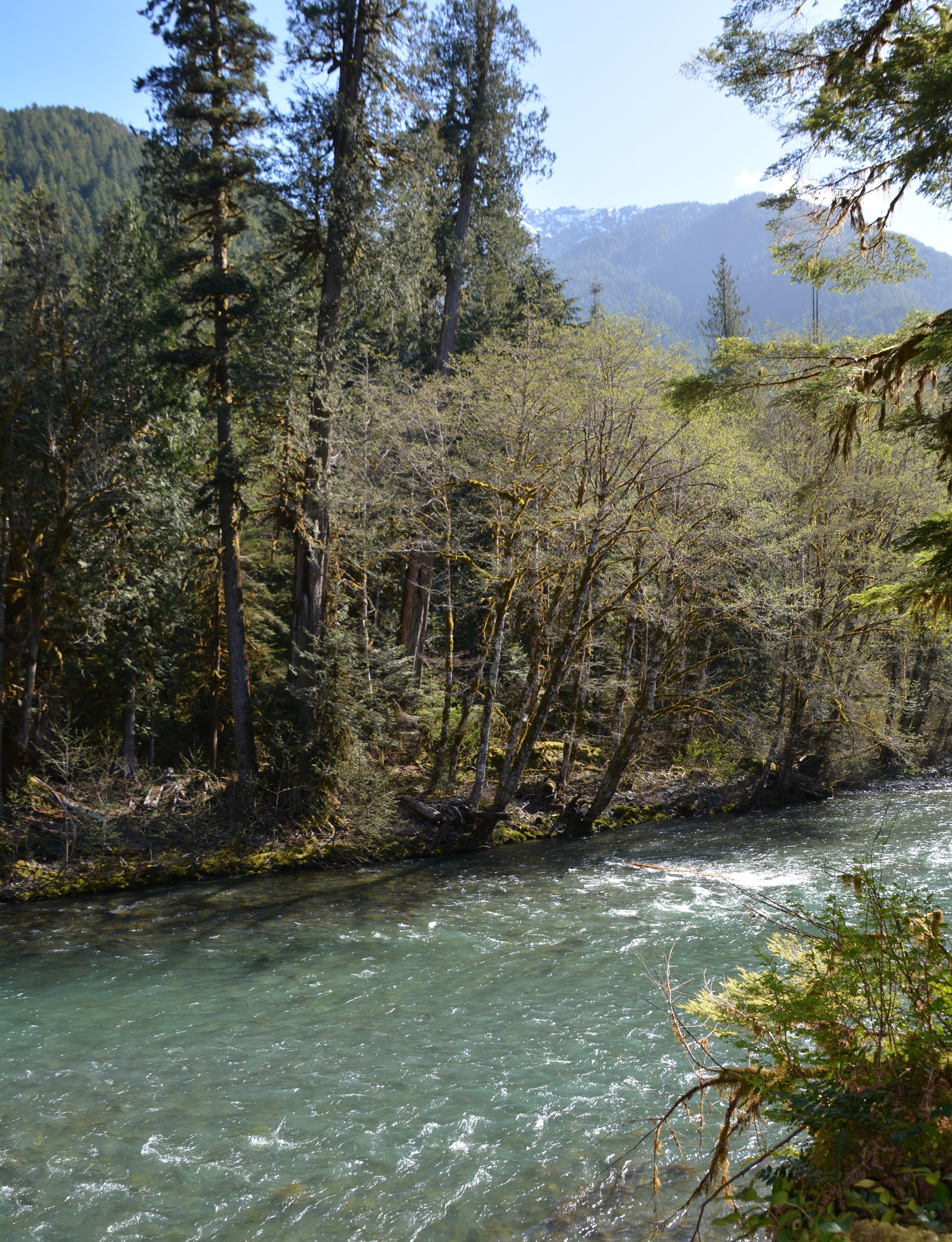Backpack North Fork Skokomish River to Big Log Camp — The Mountaineers
