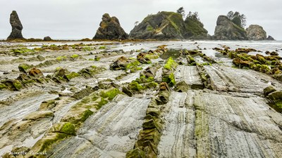 Backpack - Shi Shi Beach