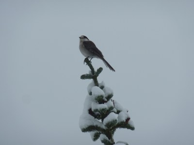 Beginner Snowshoe - Methow Valley Winter Trails