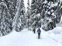 Cross-country Ski - Cabin Creek
