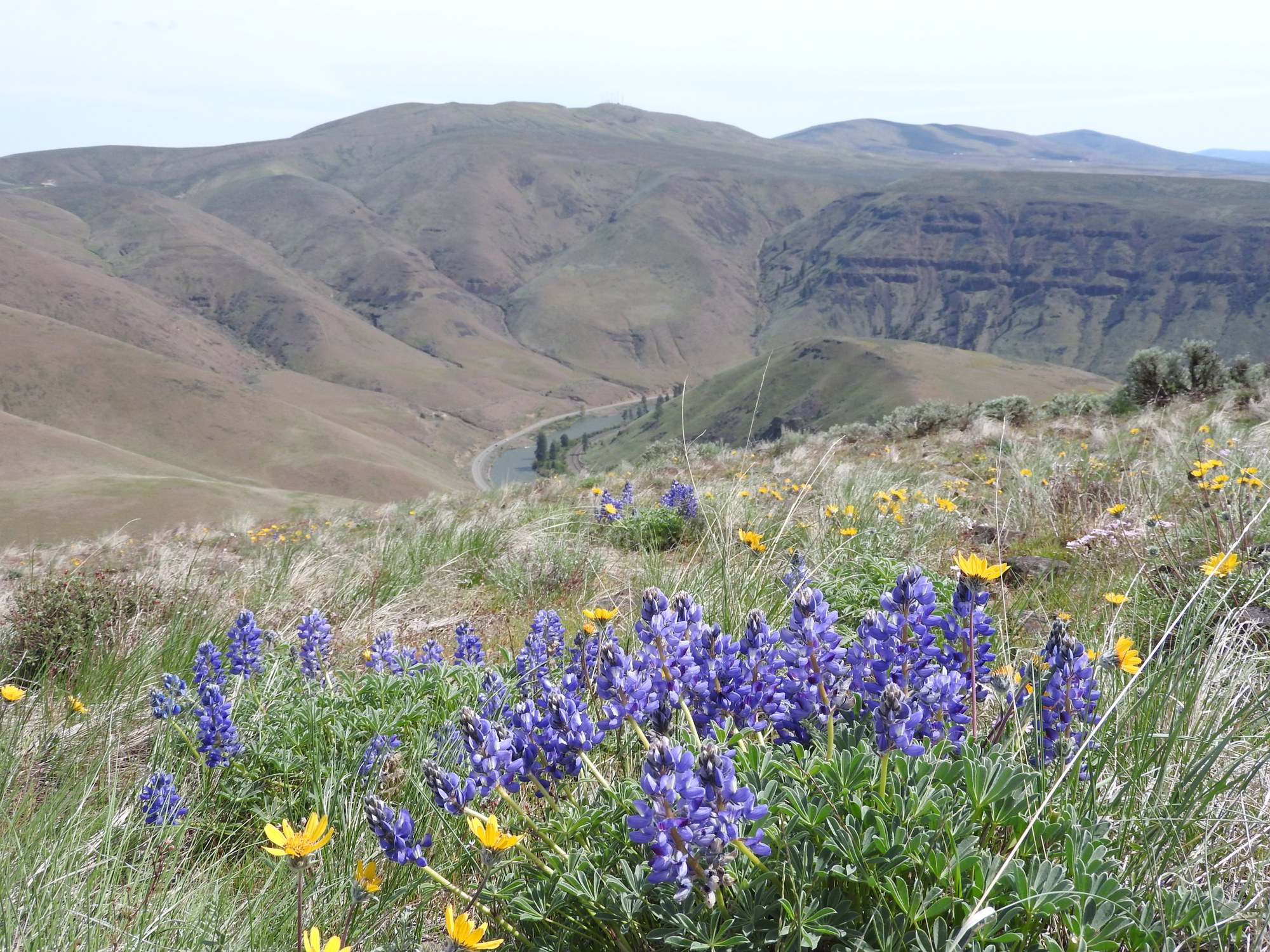 Day Hike Baldy (Yakima Canyon) — The Mountaineers