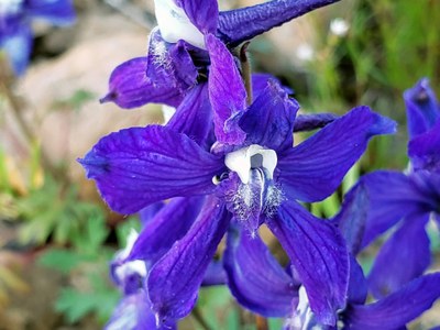 Day Hike - Bean & Earl Peaks