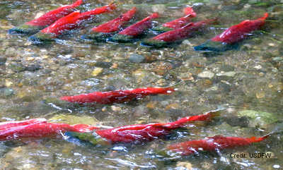 Day Hike - Cle Elum Lake