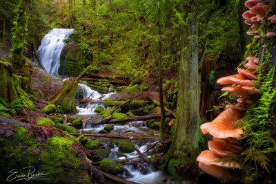 Day Hike - Coal Creek Falls Loop