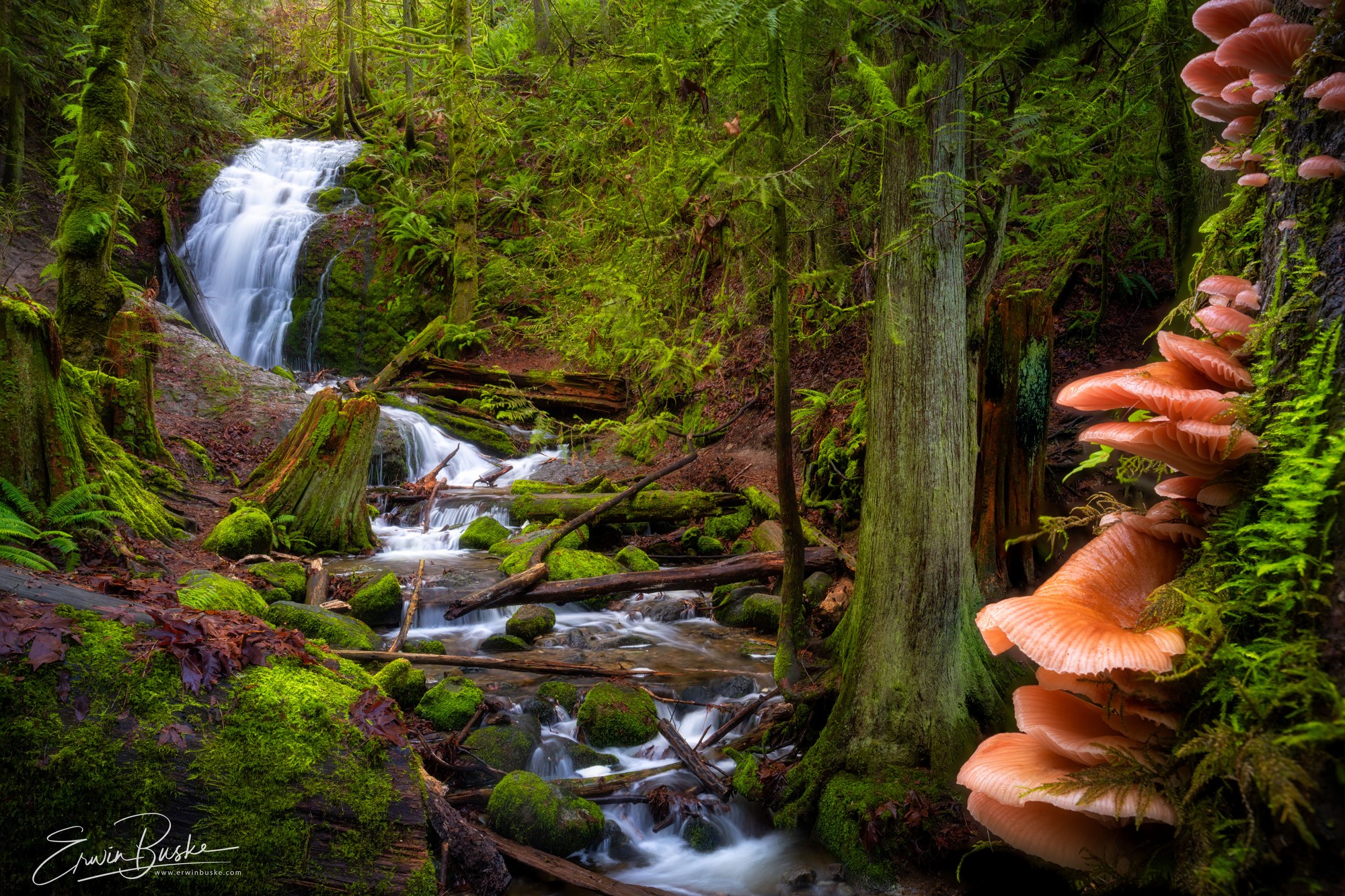 Day Hike Coal Creek Falls Loop — The Mountaineers