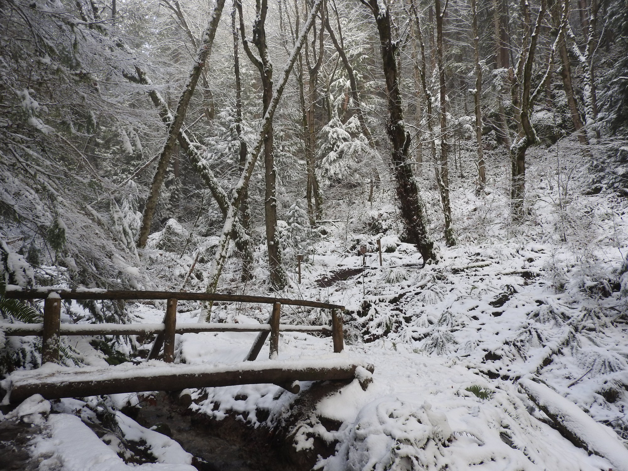 Day Hike Cougar Mountain Loop — The Mountaineers