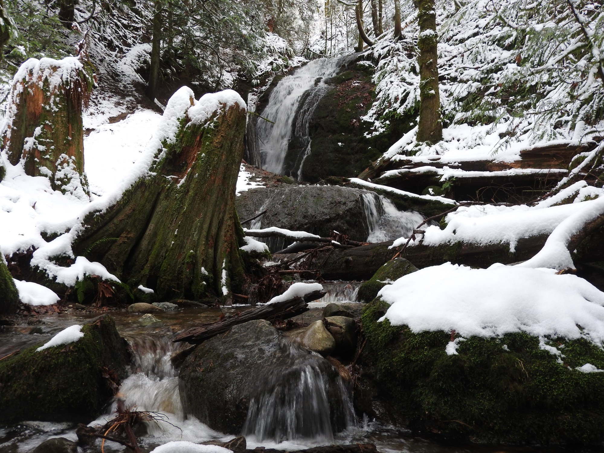 Day Hike Cougar Mountain Red Town Trailhead — The Mountaineers