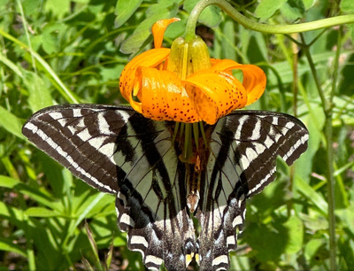Day Hike - Cutthroat Pass