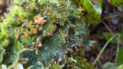 Day Hike - Darlin Creek Preserve