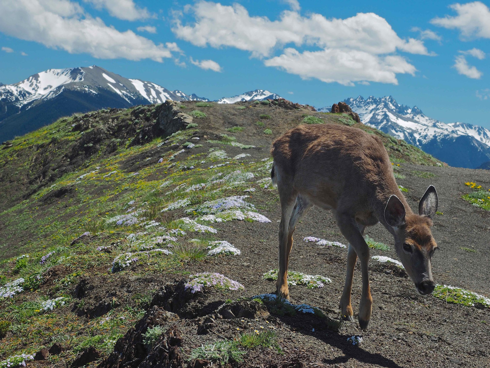 Day Hike Deer Ridge — The Mountaineers