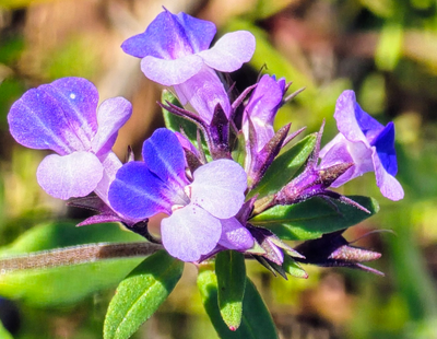 Day Hike - Eagle Creek to Tunnel Falls