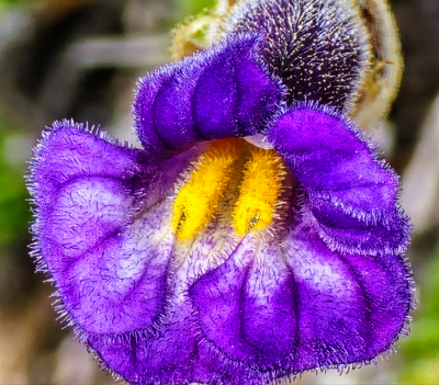 Day Hike - Esmeralda Basin & Fortune Creek Pass