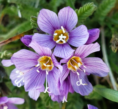 Day Hike - Glacier Basin & Sunrise Loop