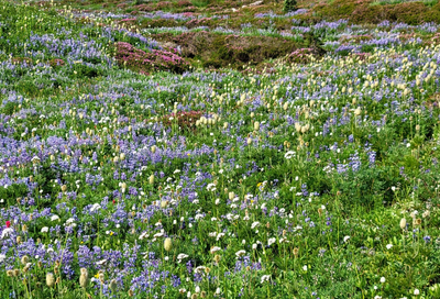 Day Hike - Indian Bar, Panhandle Gap & Summerland