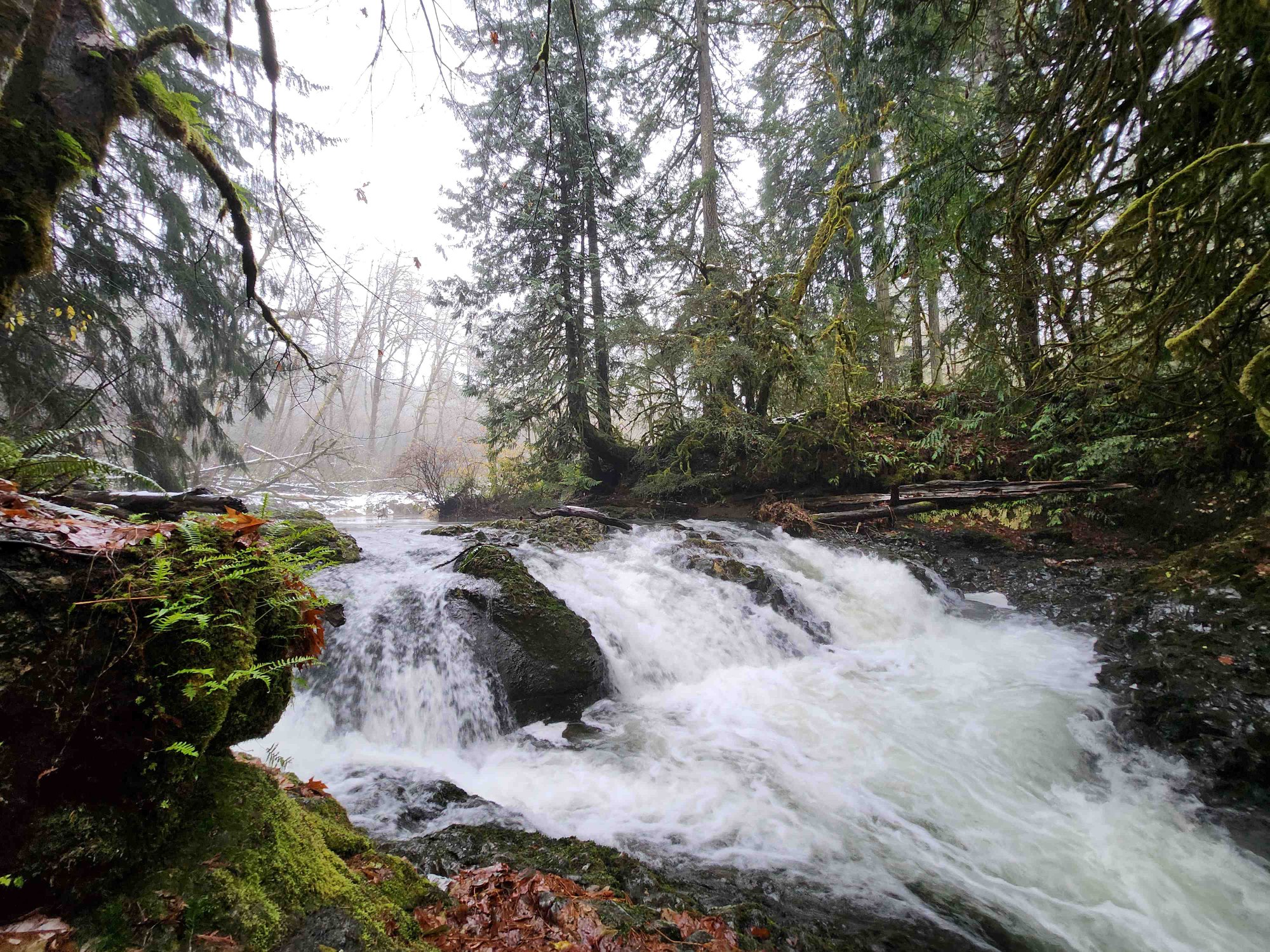 Day Hike Kennedy Creek — The Mountaineers