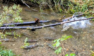 Day Hike - Kennedy Creek
