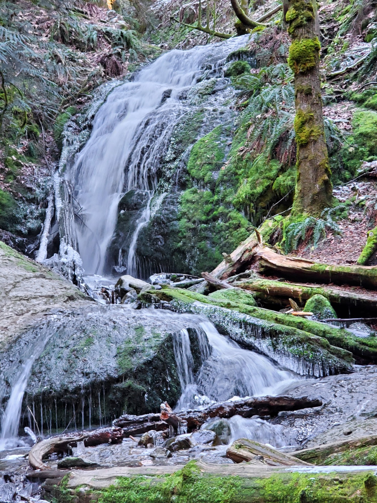 Day Hike Licorice Fern Trail — The Mountaineers