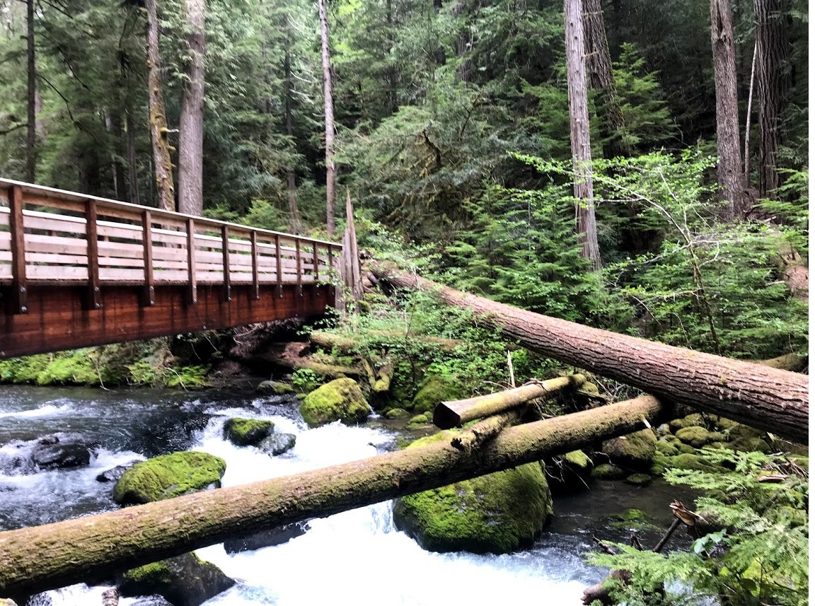 Day Hike Lower Big Quilcene — The Mountaineers