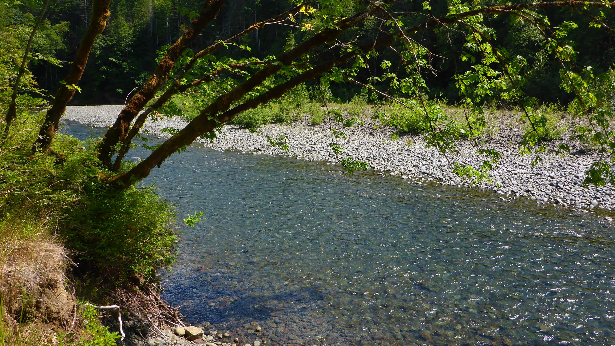 Day Hike Lower South Fork Skokomish River — The Mountaineers