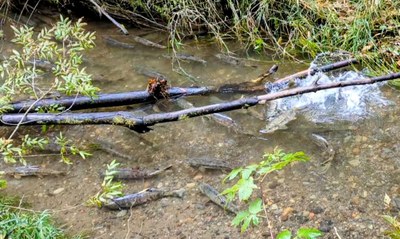 Day Hike - McLane Creek Nature Trail