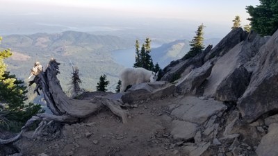 Day Hike - Mount Ellinor