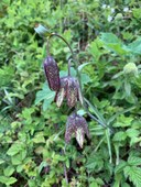 Day Hike - Saddle Mountain (Oregon)