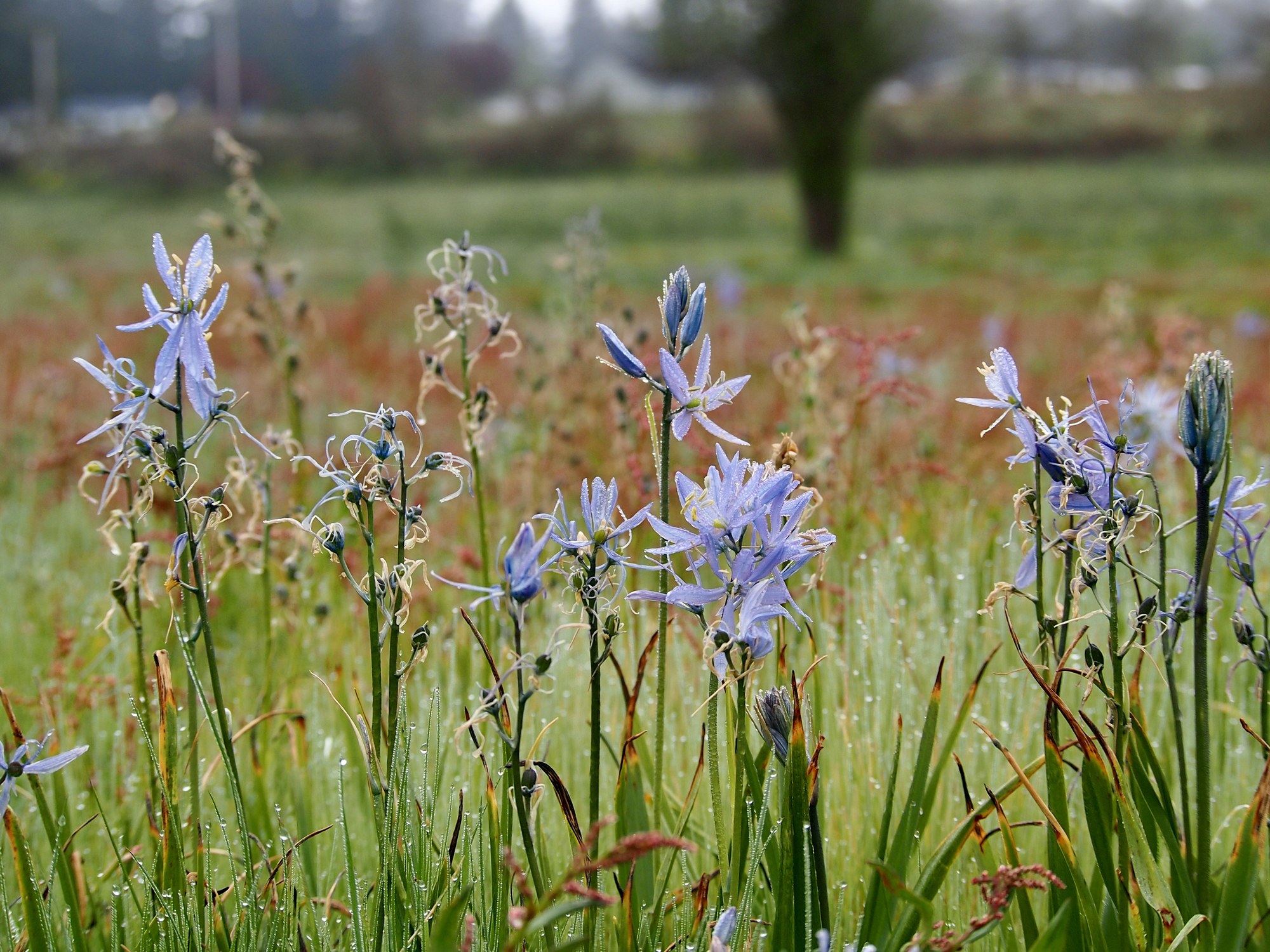 Day Hike Scatter Creek Wildlife Area The Mountaineers
