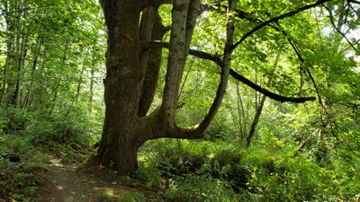 Day Hike - Taylor Mountain