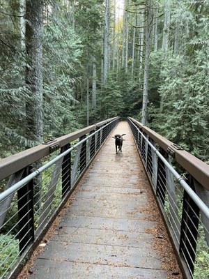 Day Hike - Tiger Mountain Trail
