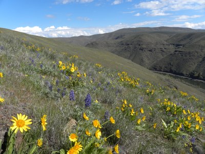 Day Hike - Umtanum Creek Canyon