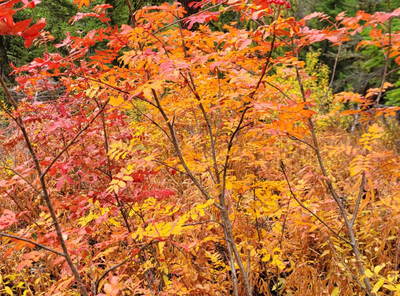 Day Hike - Upper Gold Creek Valley