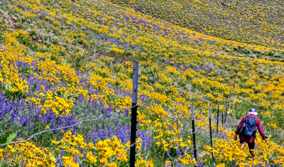 Day Hike - Wenatchee Foothills Trails