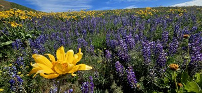 Day Hike - Wenatchee Foothills Trails