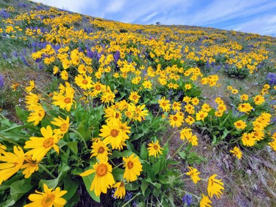 Day Hike - Wenatchee Ridge