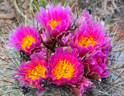 Day Hike - Whiskey Dick Mountain