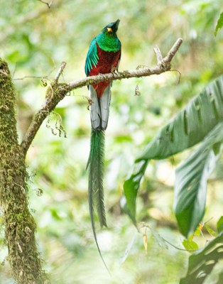 Global Adventure - Bird and Hike the Cloud Forests of Western Panama