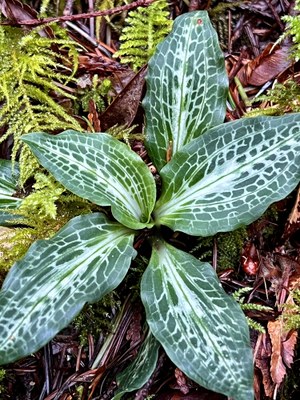 Naturalist Trip - Big Creek Loop