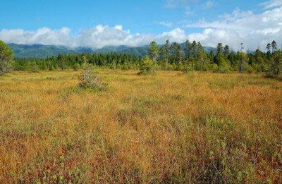 Naturalist Trip - Crowberry Bog
