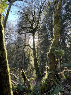 Naturalist Trip - Evans Creek Preserve