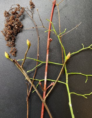 Naturalist Trip - McLane Creek Nature Trail