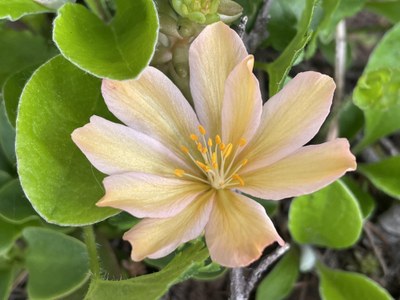 Naturalist Trip - Swauk Forest Discovery Trail